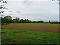 Crop field near Oakley Lodges