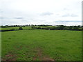 Grazing near Eccleshall Road