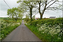 H5669 : Hemlock and trees along Tullyneil Road by Kenneth  Allen