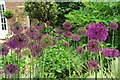 Alliums, Newnham open gardens