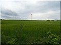 Cereal crop near The Rudge Farm