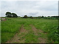 Grazing near Burley Cottage