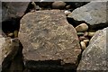 Trace fossils at Crail