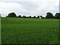 SJ8435 : Farmland, Swynnerton by JThomas