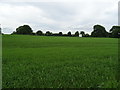 Farmland, Swynnerton