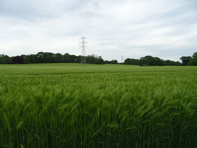 Cereal crop and power lines