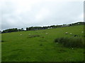 SJ3206 : Looking up the sheep pasture towards Hamptonhayes farm by Jeremy Bolwell