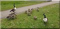 TQ3296 : Canada Geese and Goslings, Enfield by Christine Matthews