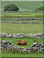 SK1774 : Brown cow in a Derbyshire landscape by Neil Theasby