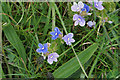 Speedwell on Farthing Downs