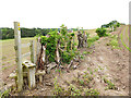 Stile with pruned hedge