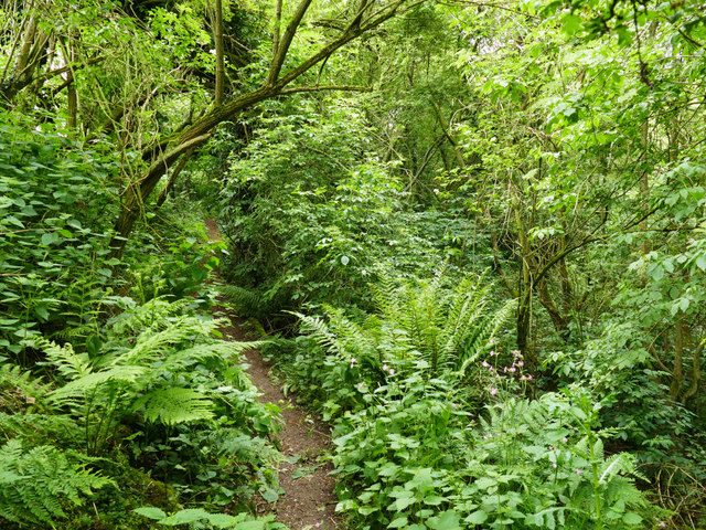 Path through Ark Wood