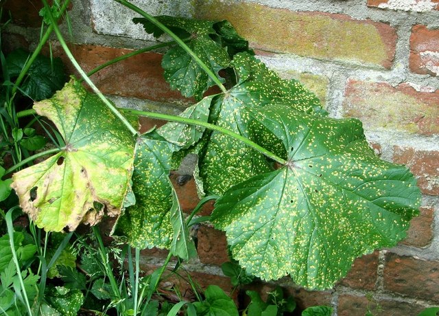 Hollyhock rust  (Puccinia malvacearum)