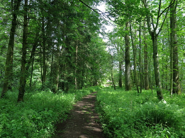 Path in Thorneybank Plantation © Andrew Curtis :: Geograph Britain and ...