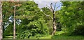 Dead Tree in Grovelands Park, London N21