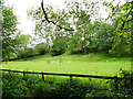 Horse jumps in a field off Blakemere Lane