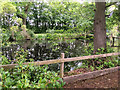 Pond near Lowe Hall