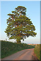 Tree near Woodsley