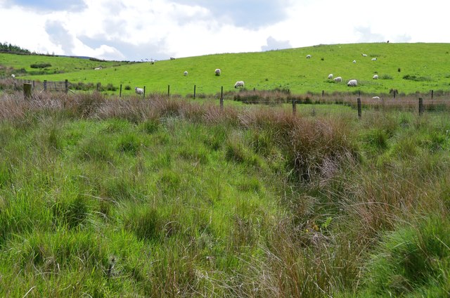 Sheep pasture near Harperrig © Jim Barton cc-by-sa/2.0 :: Geograph ...