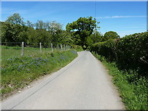 SJ0335 : Roadside bluebells near Cadwst by Richard Law