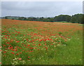 Poppies in farmland