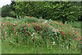 Poppies by Standing Way, Bletchley