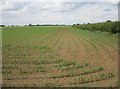 Field of maize, Sturton by Stow