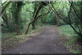 Woodland path near Netherne-on-the-Hill