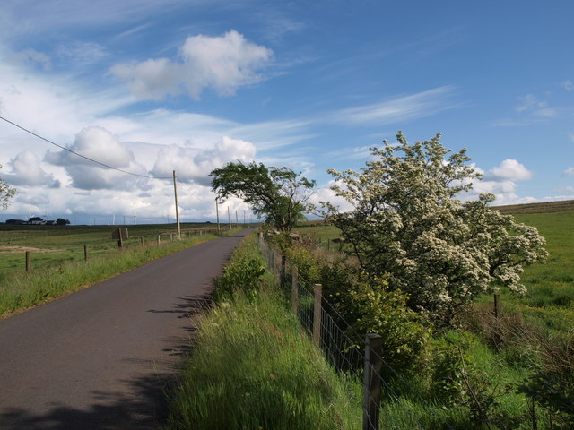 Minor road and Hawthorn bush