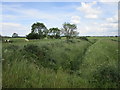 Drain and horses near Furze Hill