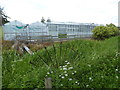 Greenhouses beside the Montgomery Canal at Refail