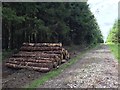 SS8097 : Log pile by Alan Hughes