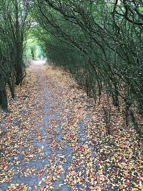 Path through a thicket of wild plum