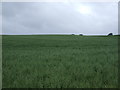 SO8588 : Cereal crop, Greensforge by JThomas