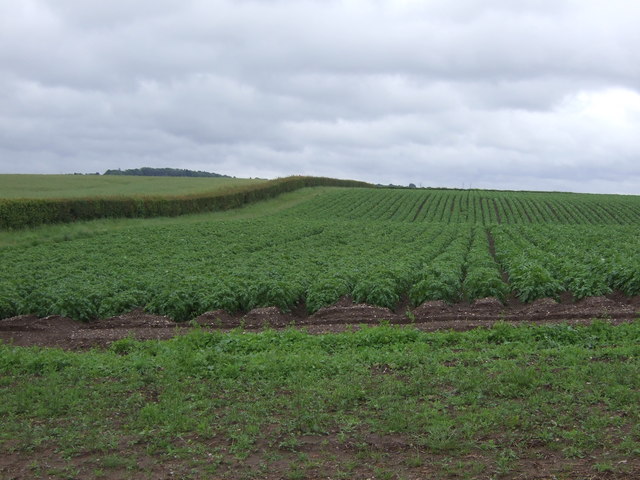 Potato field off Furnace Grange Road © JThomas cc-by-sa/2.0 :: Geograph ...