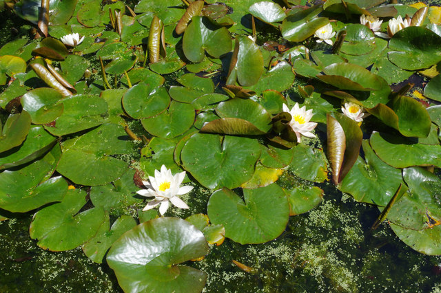 Water lilies - Eltham Palace
