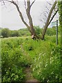 Path into Afton Marsh