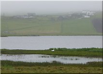 HU3617 : Swan nesting on shore of Loch of Spiggie by Russel Wills