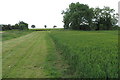 Field by the footpath