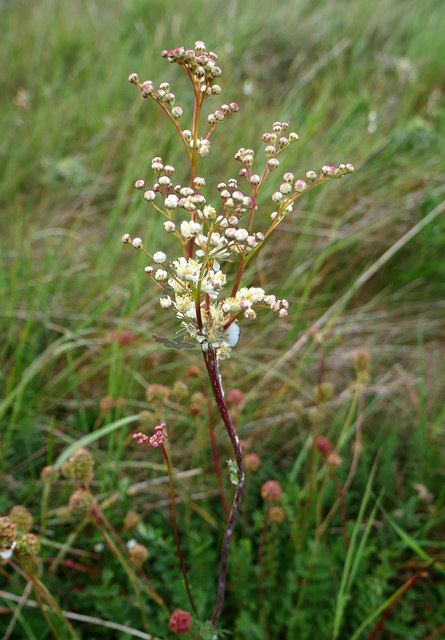 Dropwort (Filipendula vulgaris), Upavon Down