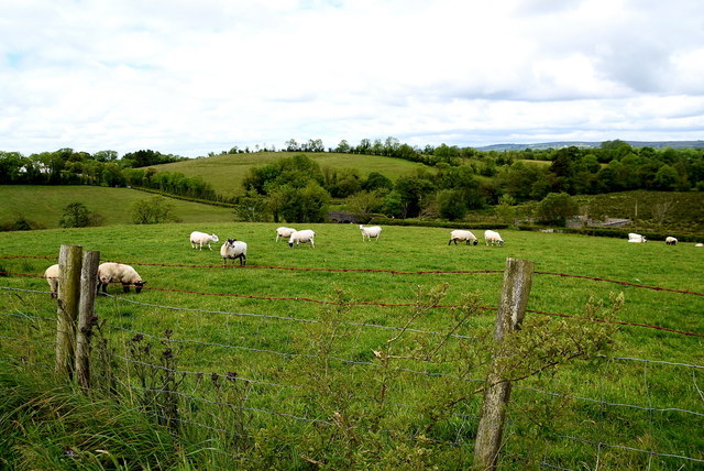 Sheep grazing, Relaghdooey © Kenneth Allen cc-by-sa/2.0 :: Geograph Ireland