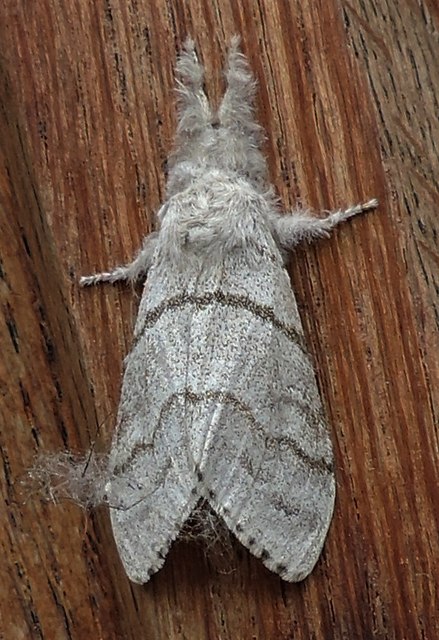 Pale tussock moth in Robertsbridge High Street