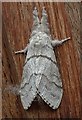 Pale tussock moth in Robertsbridge High Street