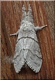 TQ7323 : Pale tussock moth in Robertsbridge High Street by Patrick Roper