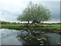 SK5816 : Fallen willow tree, on the south bank of the River Soar by Christine Johnstone