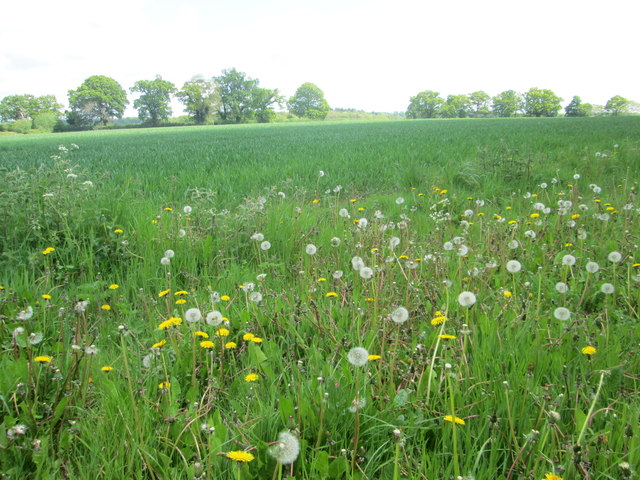 Dandelions in a field off part of the... © Peter S cc-by-sa/2.0 ...