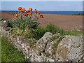 Red Poppies grow on an old Field Wall at Birnieknowes