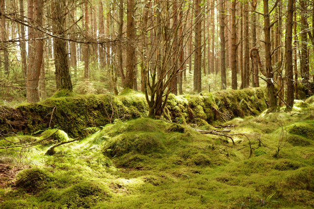 Old wall and moss in Bellton Wood © Julian Paren :: Geograph Britain ...