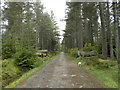 Forest path at Culloden