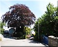 Copper Beech, Goodleigh